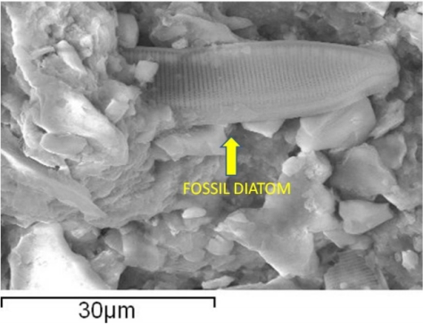 Fossil diatom